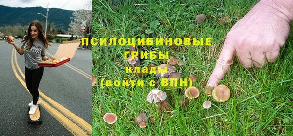 сатива Новокубанск
